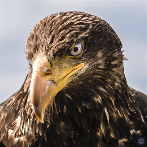 Female bald eagle - Description. 30-31" (76-79 cm). W. 6-7' 6 (1.8-2.3 m). Adults unmistakable with white head and tail, dark brown body. Immatures take four years to reach adult plumage; youngest juveniles have dark brown heads and bodies, some whitish mottling in wings and tail; older immatures may have much white on body. Size. 